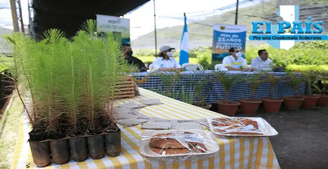 árboles donados para reforestar Guatemala