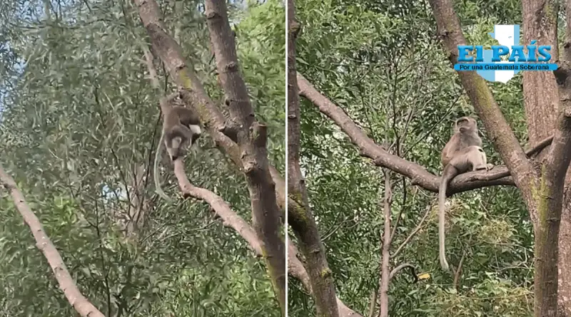 Mono salvaje roba un perro