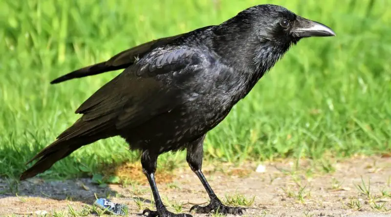 Cuervos limpian su país