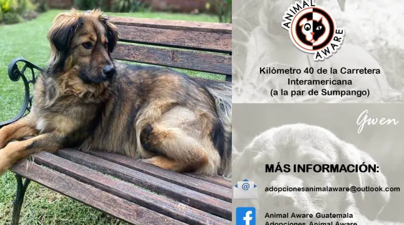 Flyer de feria de adopciones en Animal Aeare